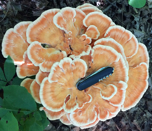 Mushroom Chicken of the Woods