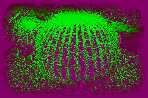 cactus cactii flora nature plant vivid green purple magenta sharp art artwork botanical spike