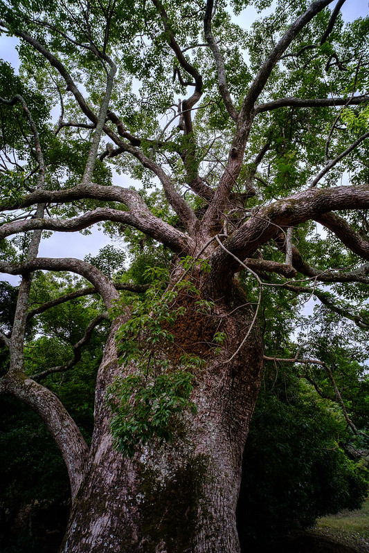 A old tree in NARA Park