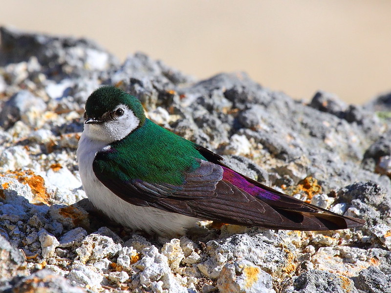 IMG_7115 Violet-Green Swallow, Yellowstone National Park