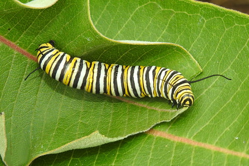 monarch caterpillar larva insect milkweed