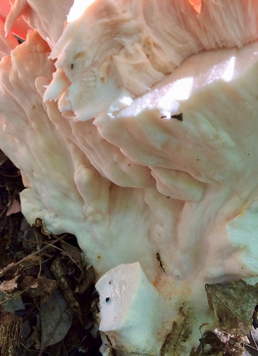 Mushroom Chicken of the Woods