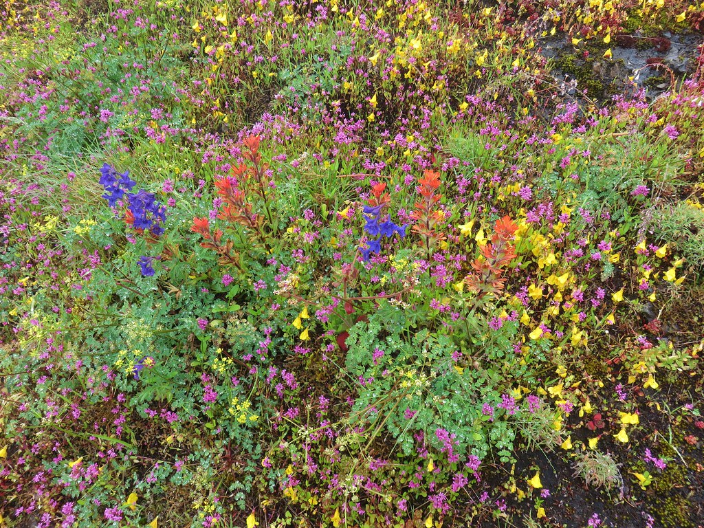 Wildflowers along the Saddle Mountain Trail