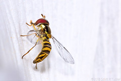 Hoverfly At Rest