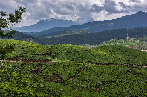 india landscape plantations tea bushes mosaic mountains clouds mist green nilgirihills