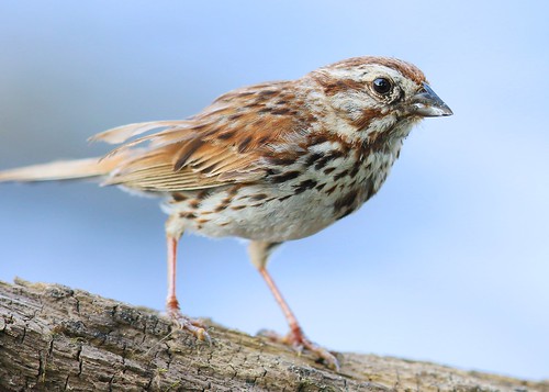 song sparrow vernon springs howard county iowa larry reis