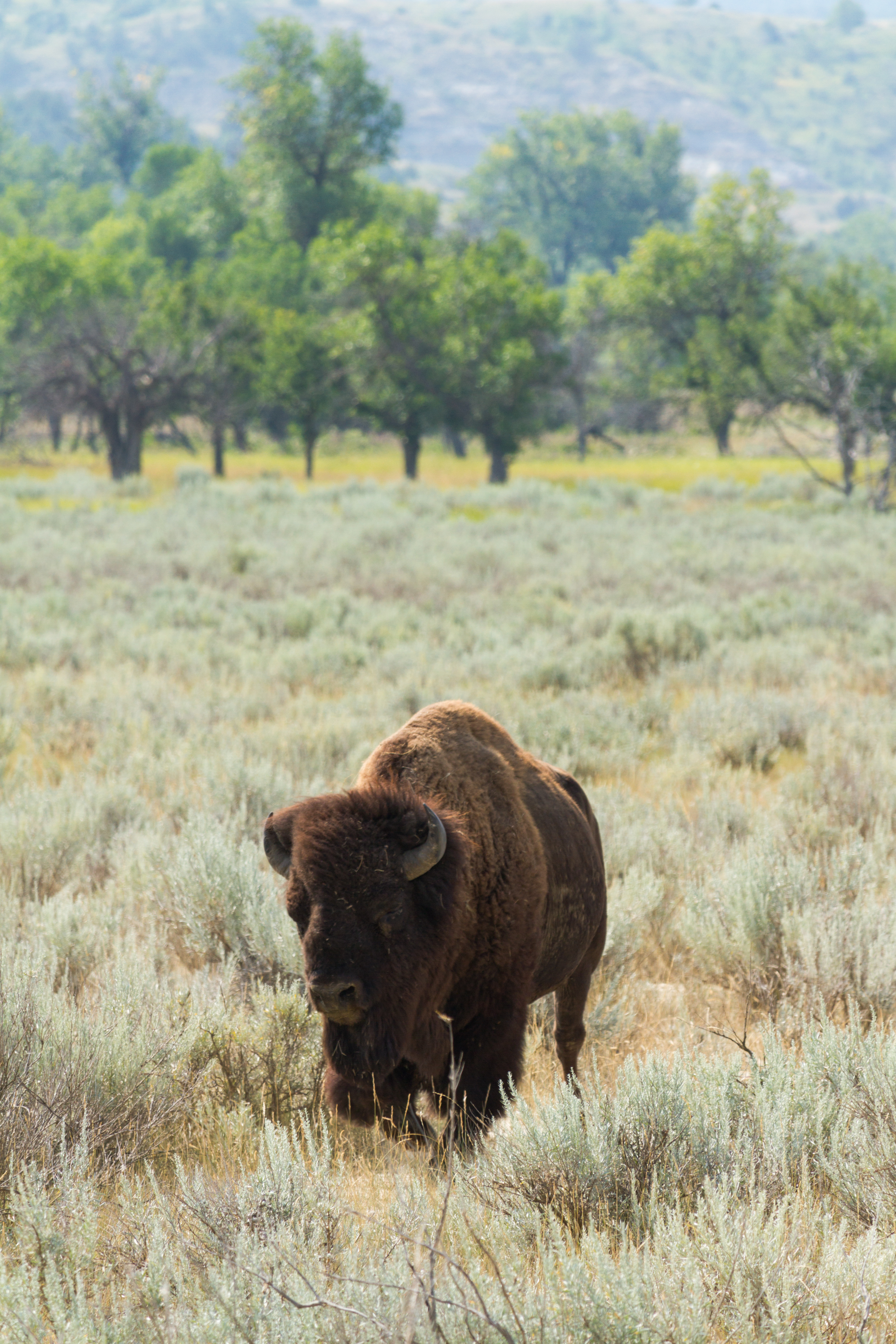 theodore roosevelt bison