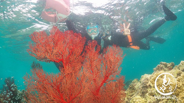 大きな珊瑚と記念写真