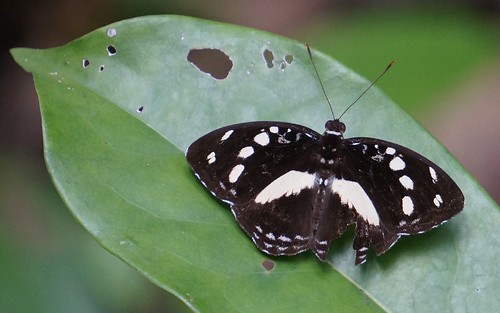 atericagalene forestgladenymph nymphalidae atericagalenegalene butterfly insect fauna bayelsastate nigeria nigerdelta westafrica koroama koroamaforest