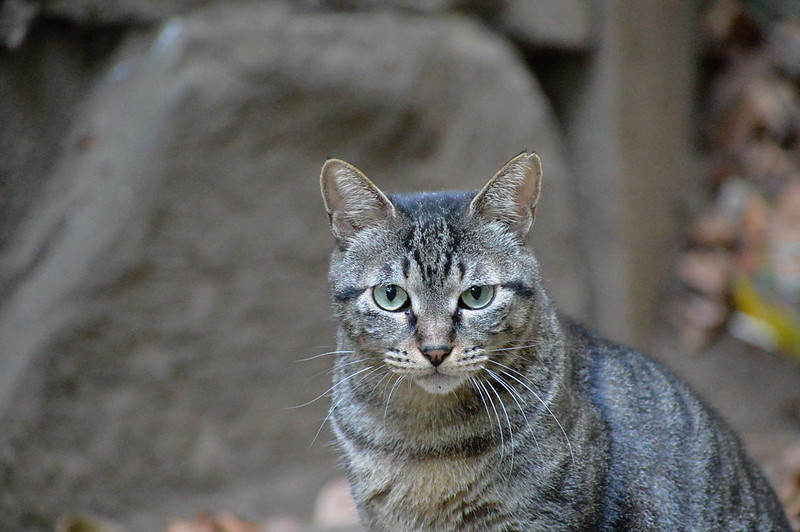 Nikon Df+AF P DX NIKKOR 70 300mm f4 5 6 3G ED VR東池袋中央公園の猫だまり キジ虎