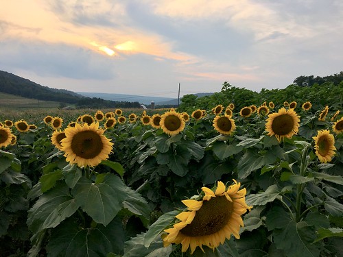 mchenry maryland garrettco fields flowers sunflowers sunsets iphone cmwd topf25