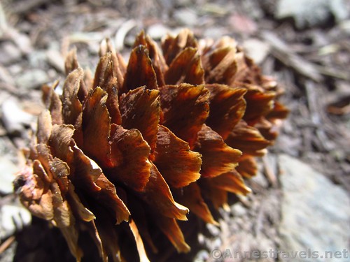A simple pinecone, Gold Hill, New Mexico