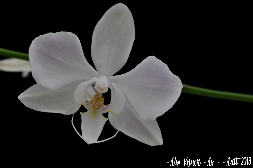 Phalaenopsis sanderiana 43072173334_e9e9644118_b