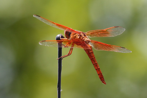 america invertebrates flameskimmer insect dragonfly libellulasaturata texas wild red bokeh wings abdomen canon canon7dii canon100400ii