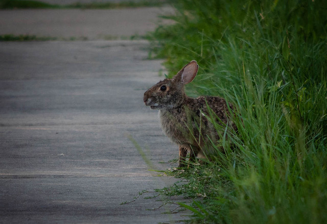 Rabbit on the Trail