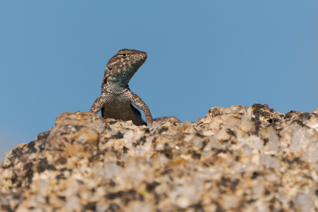 A common side-blotched lizards perches on a rock in front of blue skies