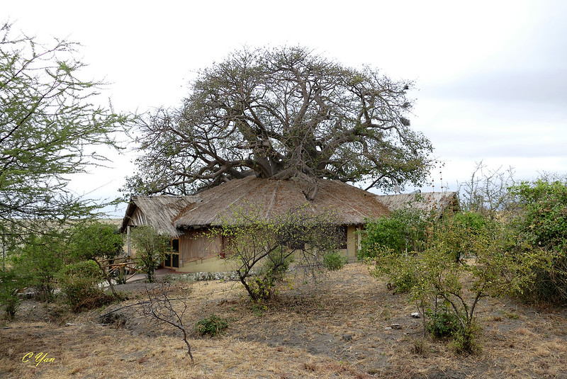 Kenya - Tanzania (Lodge 2)