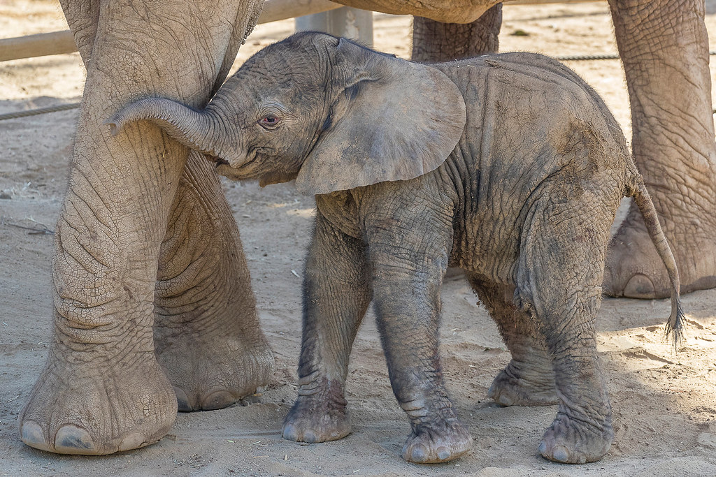 Baby Elephant Named Zuli