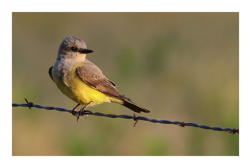 america tyrannusverticalis westernkingbird texas bird yellow flycatcher wild nature fence catchlight passerine canon canon7dii canon100400ii