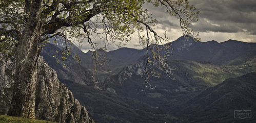 spain españa asturias arboles trees naturaleza nature mountains montañas landscape paisaje