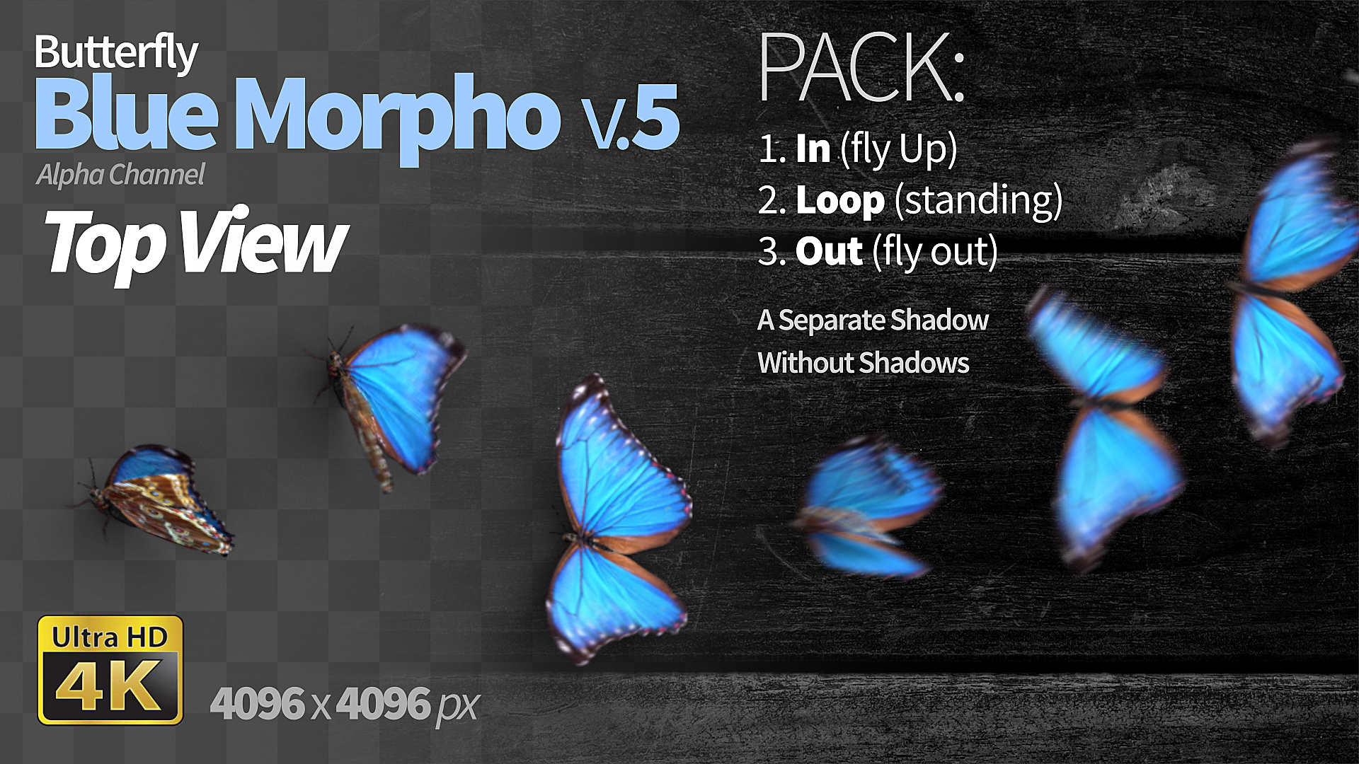 Mariposa Morfo Azul 1 - 10
