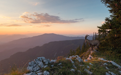 austria styria sunset ibex wildlife sky mountain landscape rocks mountainside nature