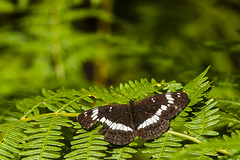 Papillon - Photo of Carisey