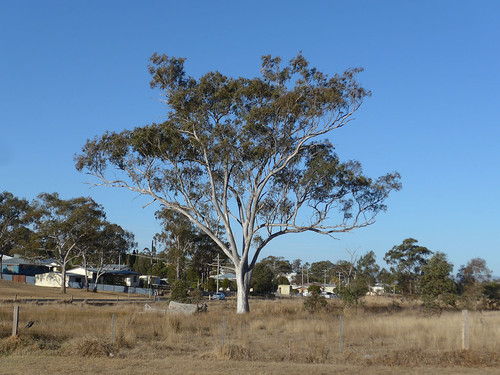 tree warwick queensland dmclf1 australia
