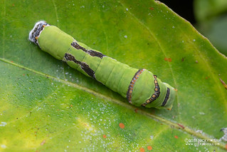 Caterpillar - DSC_6909