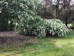 Spring emerging in Pickering Brook