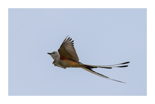 america scissortailedflycatcher tyrannusforficatus bird canon canon7dii canon100400ii wild nature texas flight feathers tail plumes