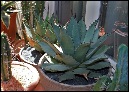 agave - Agave parryi - Page 3 43168399894_11112deb95