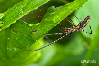 Big-jawed spider (Tetragnatha sp.) - DSC_7043