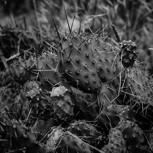 walhachin britishcolumbia canada ca kamloops kamloopsbc juniperbeachprovincialpark bc cachecreek sony sonya7m2 a7m2 blackandwhite bw cactus pricklypearcactus macro macrophotography