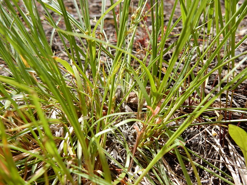 carexrossii rosssedge cyperaceae native perennial bunched sedge understory drysite tupperlake deerpark powellcounty montana