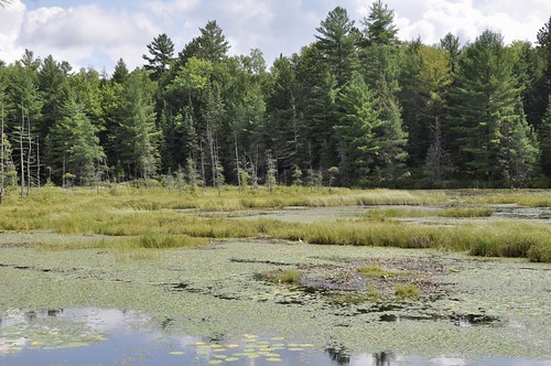 Bonnie's Pond at Silent Lake