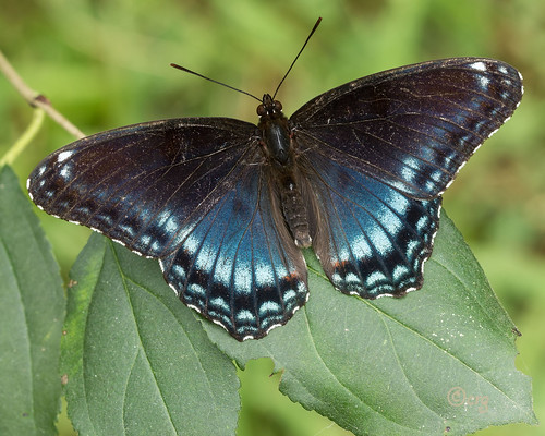 pennsylvania lycomingcounty butterfly redspottedpurple limenitisarthemisastynax
