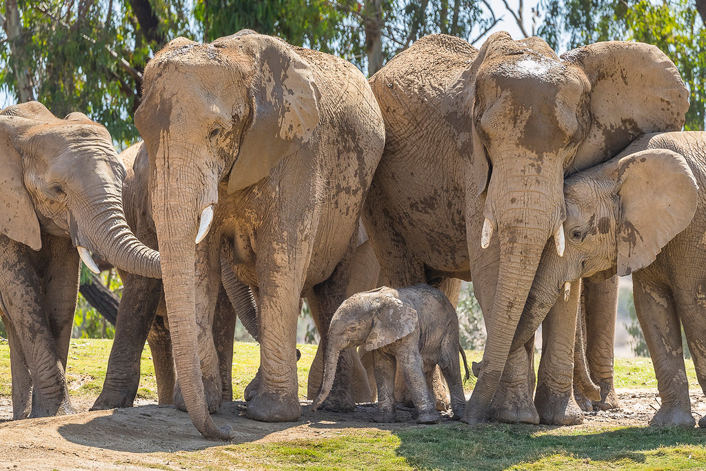 Baby Elephant Meets Herd