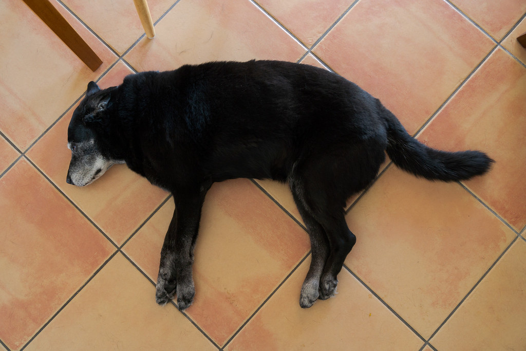Our elderly black lab Ellie sleeps on the tile floor of our house in Scottsdale, Arizona