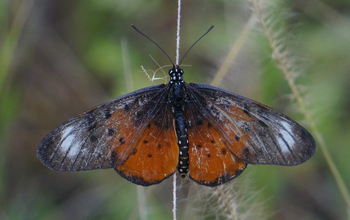 acraeaspec butterfly insect fauna bayelsastate nigeria nigerdelta westafrica koroama nymphalidae