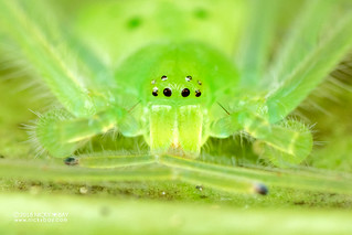 Huntsman spider (Chrosioderma sp.) - DSC_6938b
