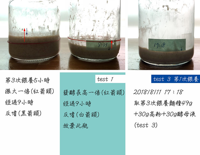 無花果酵母種D-test1-1