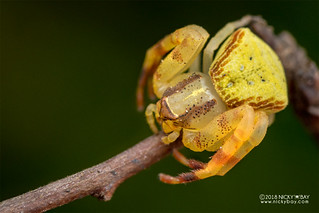 Crab spider (Cyriogonus sp.) - DSC_6767