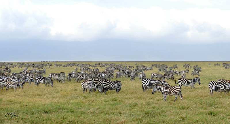 Kenya- Tanzania (Animal 2)
