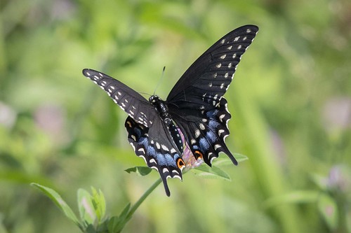 butterfly oldhighlandstonegravelpts blackswallowtail female highlandcounty
