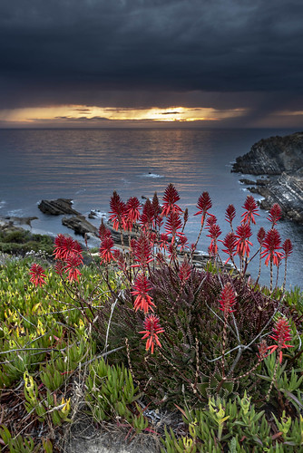 coast rain heavyclouds ocean light sunlight sunset flower portugal zambujeiradomar atlantic coastline sizuneye nikond750 nikkor nikon1424mmf28