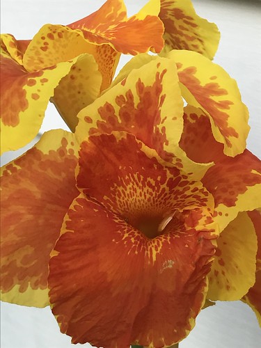 al alabama birmingham lily flower color orange yellow nature