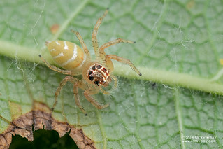 Jumping spider (Brancus mustela) - DSC_6045