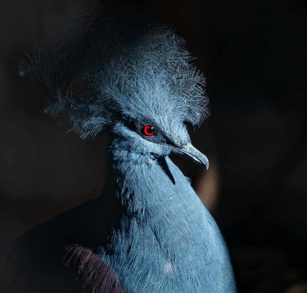 Blue Crowned Pigeon_4