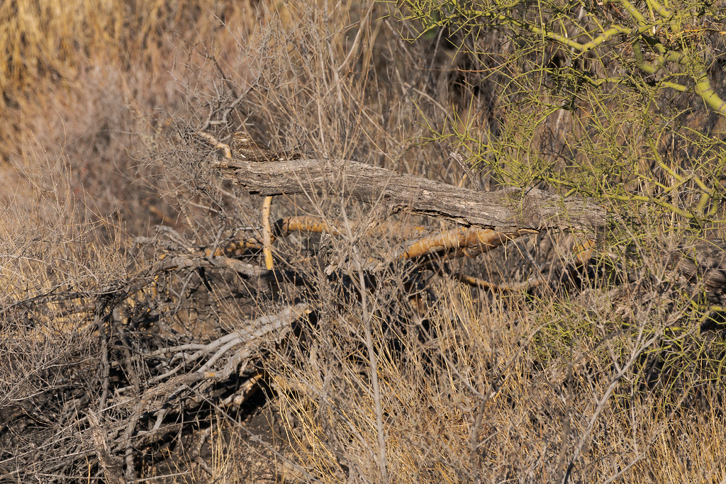 A lesser nighthawk is barely visible as it rests on a fallen tree in McDowell Sonoran Preserve